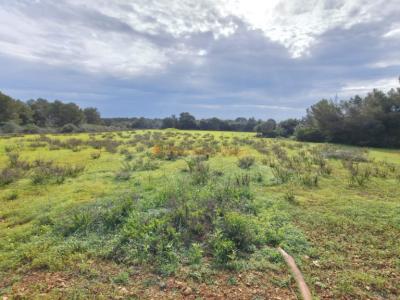 Rustikale Finca zur Miete zwischen Portocolom und S’Horta