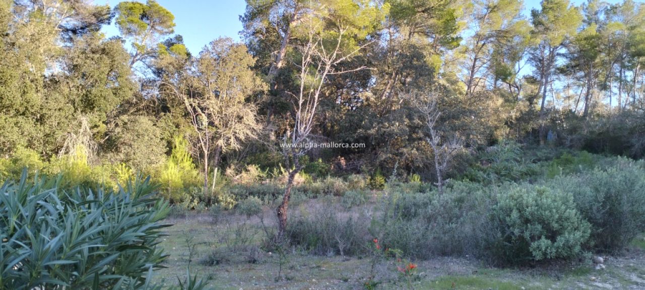 SANT JOAN (CENTRE OF THE ISLAND): Charming finca with pool, private well, guest apartment and 82 m2 shed