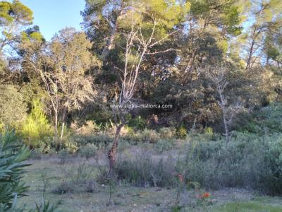 SANT JOAN (CENTRE OF THE ISLAND): Charming finca with pool, private well, guest apartment and 82 m2 shed