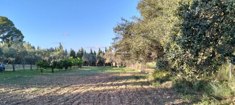 SANT JOAN (CENTRE OF THE ISLAND): Charming finca with pool, private well, guest apartment and 82 m2 shed