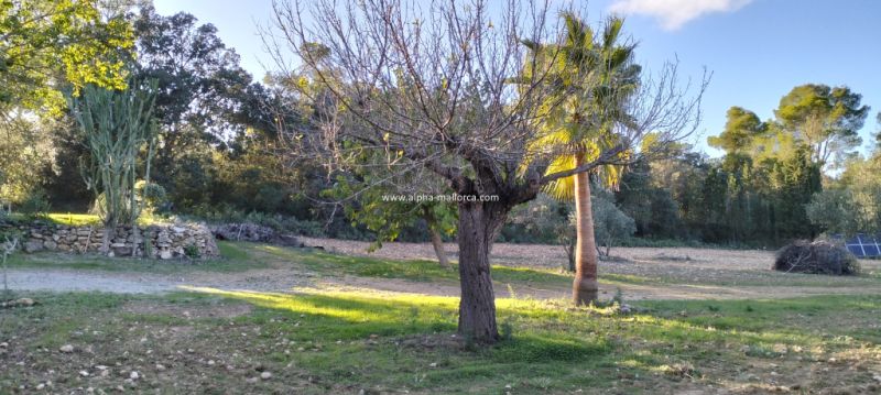 SANT JOAN (CENTRE OF THE ISLAND): Charming finca with pool, private well, guest apartment and 82 m2 shed