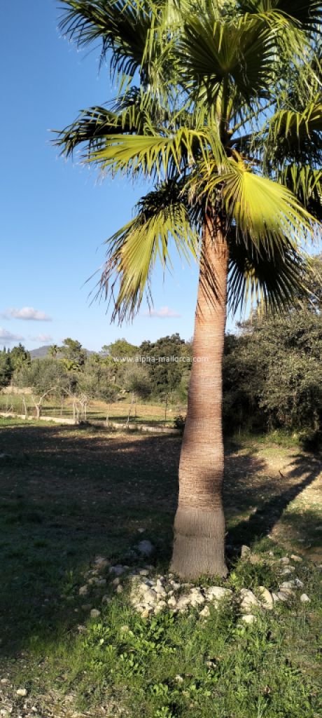 SANT JOAN (CENTRE OF THE ISLAND): Charming finca with pool, private well, guest apartment and 82 m2 shed