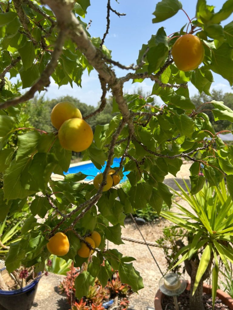 SANT JOAN (INSELMITTE): Charmante Finca mit Pool, eigenem Brunnen, Gästeapartment und 82m2-Schuppen