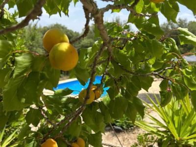 SANT JOAN (INSELMITTE): Charmante Finca mit Pool, eigenem Brunnen, Gästeapartment und 82m2-Schuppen