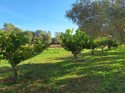 SANT JOAN (INSELMITTE): Charmante Finca mit Pool, eigenem Brunnen, Gästeapartment und 82m2-Schuppen