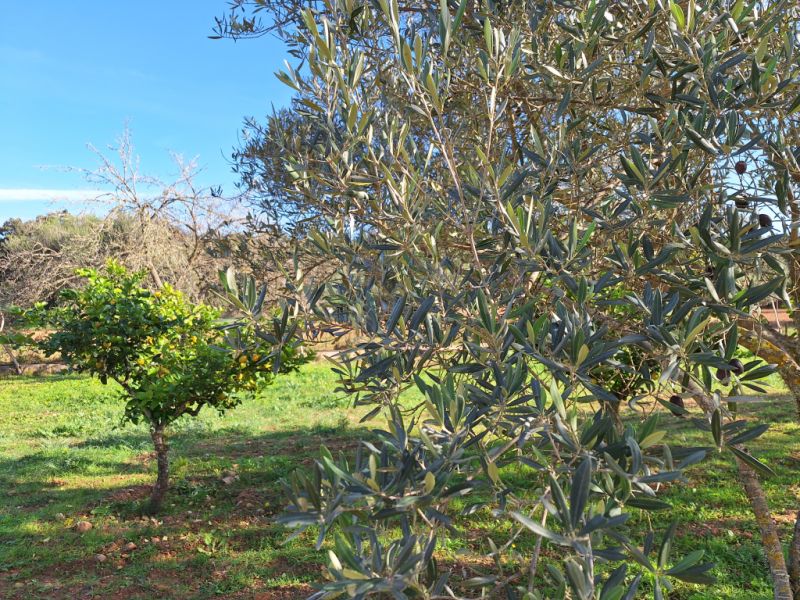 SANT JOAN (INSELMITTE): Charmante Finca mit Pool, eigenem Brunnen, Gästeapartment und 82m2-Schuppen