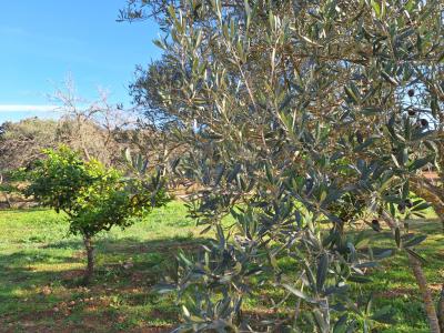 SANT JOAN (INSELMITTE): Charmante Finca mit Pool, eigenem Brunnen, Gästeapartment und 82m2-Schuppen