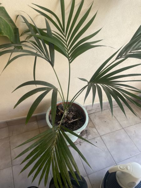 Schöne große Pslme