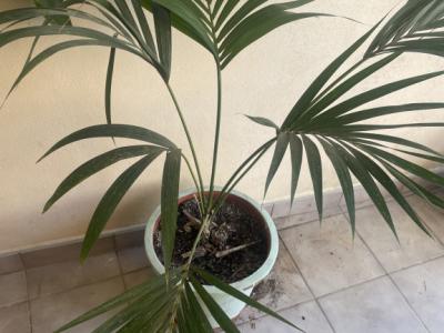 Schöne große Pslme