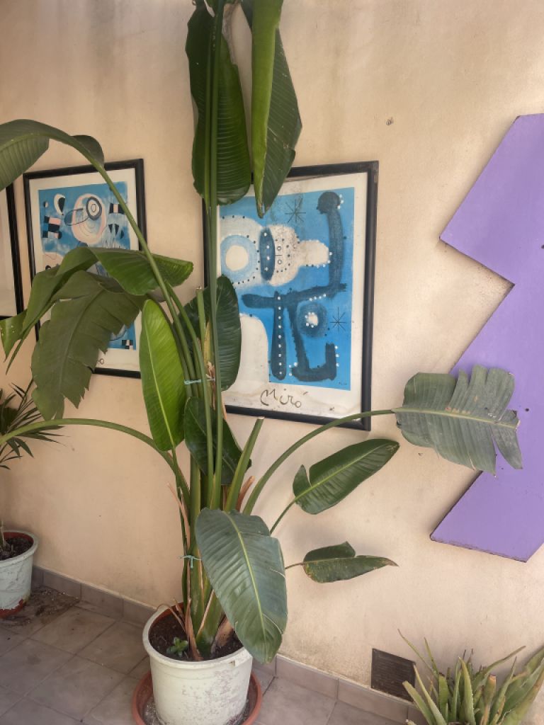 Schöne große Pslme