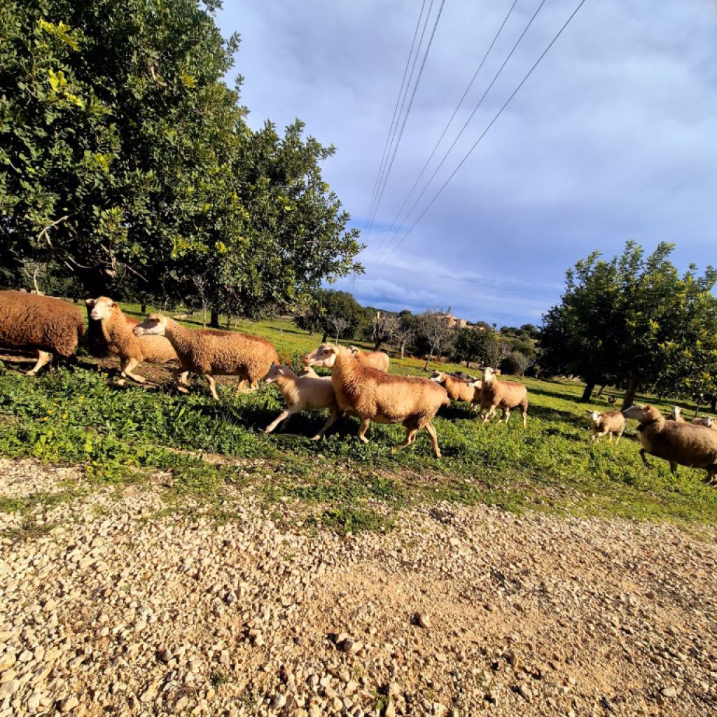 Espectacular casa rústica moderna en colina entre Son Carrió y Porto Cristo
