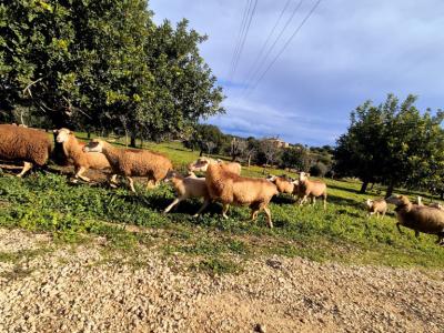Espectacular casa rústica moderna en colina entre Son Carrió y Porto Cristo