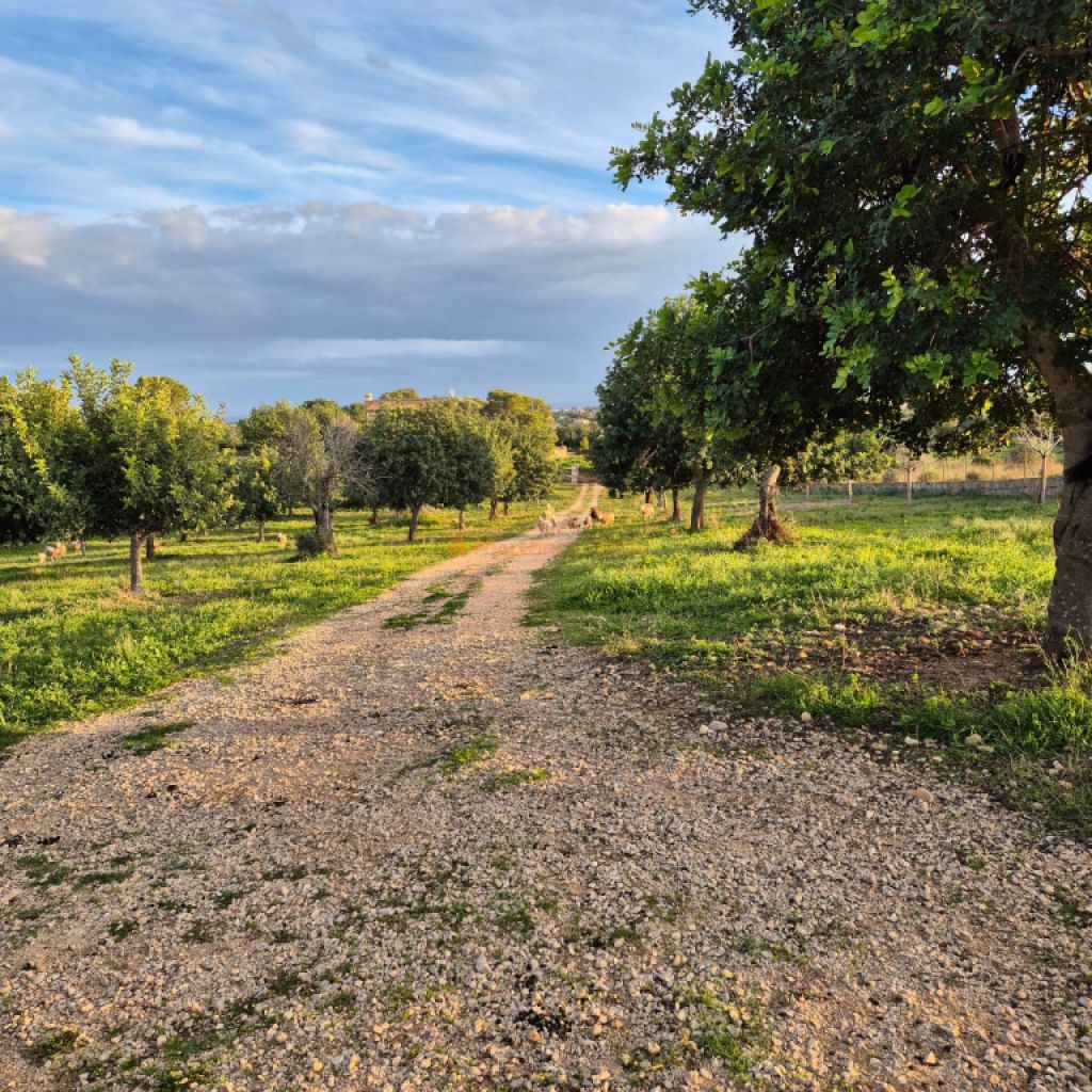 Espectacular casa rústica moderna en colina entre Son Carrió y Porto Cristo