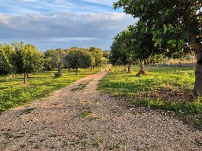 Espectacular casa rústica moderna en colina entre Son Carrió y Porto Cristo