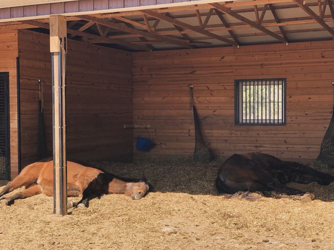 Ställe, Schuppen, Dächer, Reitanlagen