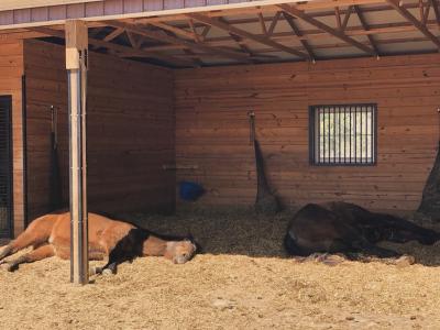 Ställe, Schuppen, Dächer, Reitanlagen