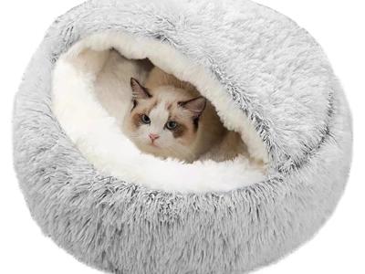 STREET CATS urgently need HELP