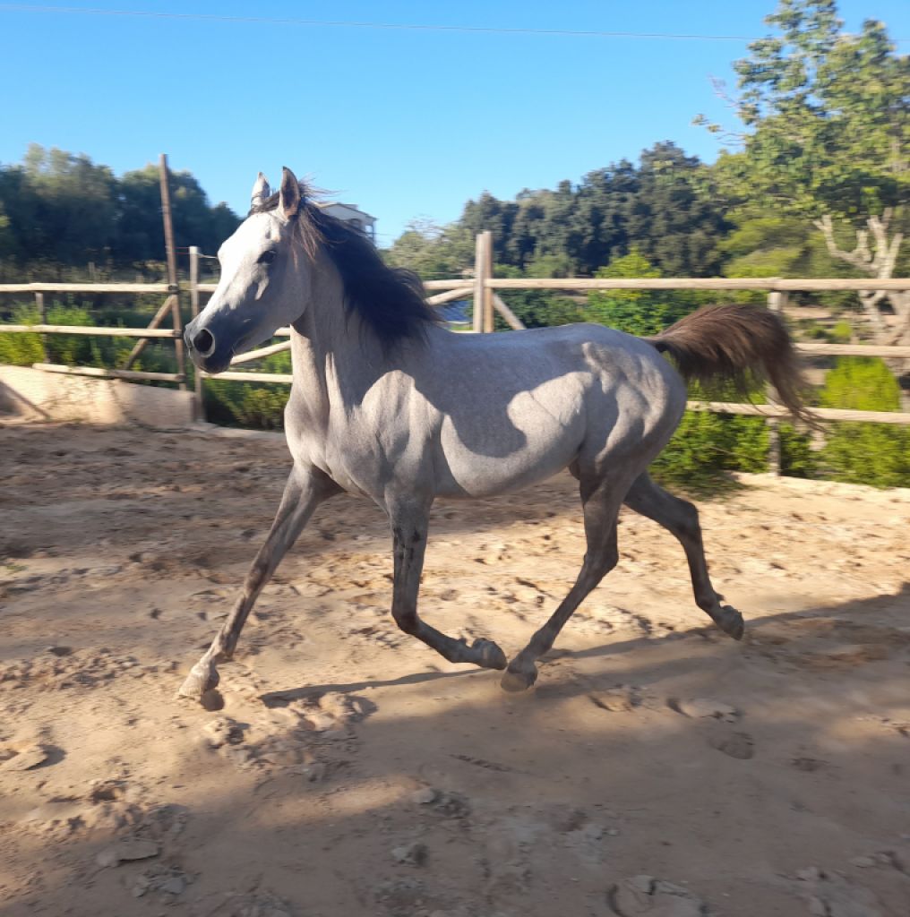 Mare Part Bred Arabian
