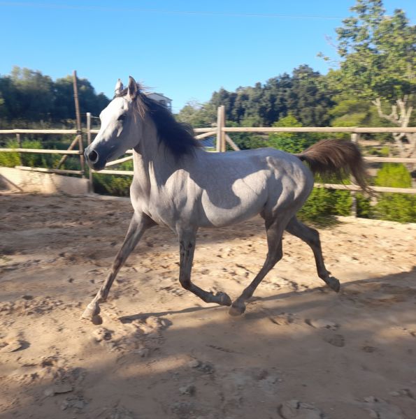Mare Part Bred Arabian