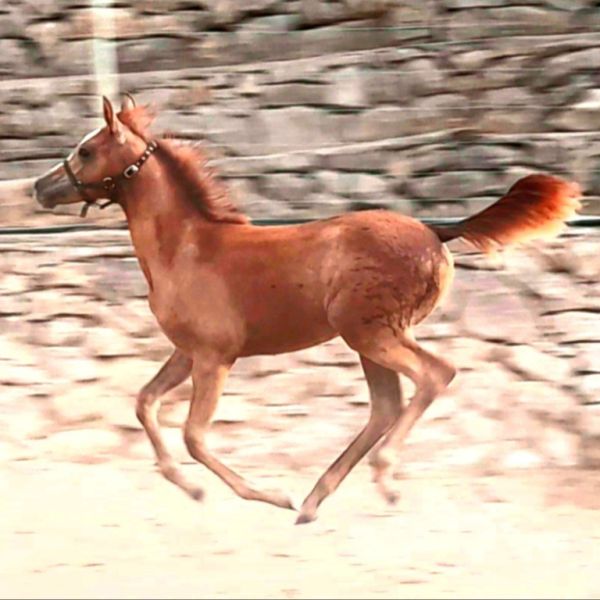 Mare Part Bred Arabian