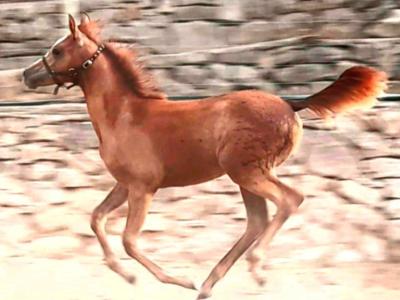 Mare Part Bred Arabian