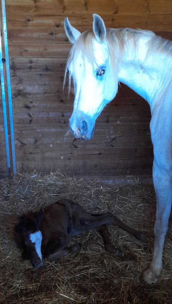 Mare Part Bred Arabian