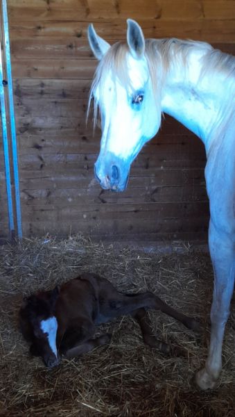 Mare Part Bred Arabian