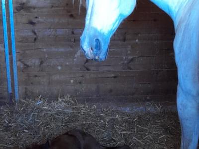 Mare Part Bred Arabian