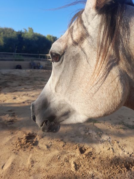 Mare Part Bred Arabian