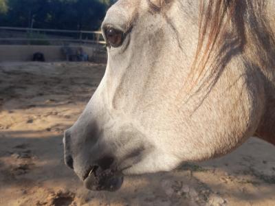 Mare Part Bred Arabian