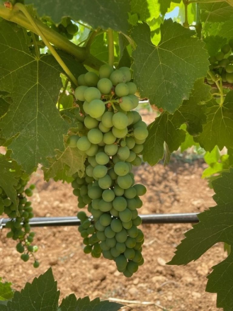 Se buscan trabajadores para nuestro viñedo