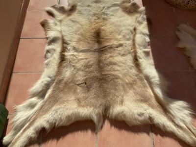 Tierfell, Echthaar, Rentierfell, Winterfell, Dekofell, Stuhlfell, Wanddeko, Holzbankauflage