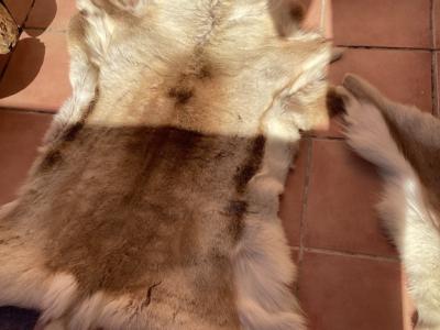 Tierfell, Echthaar, Rentierfell, Winterfell, Dekofell, Stuhlfell, Wanddeko, Holzbankauflage