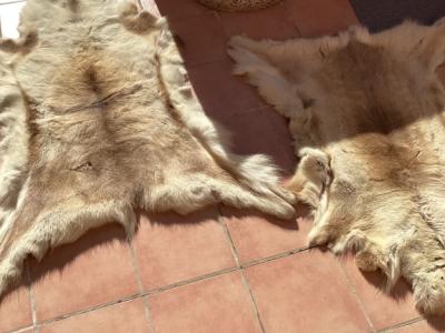 Tierfell, Echthaar, Rentierfell, Winterfell, Dekofell, Stuhlfell, Wanddeko, Holzbankauflage