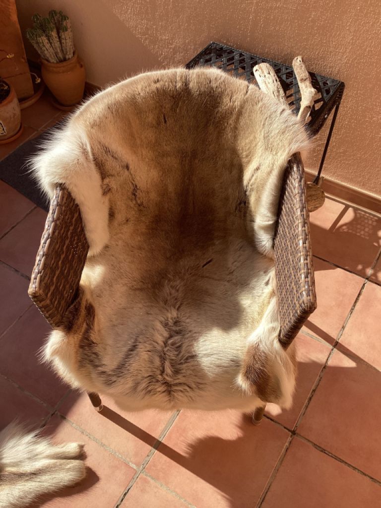 Tierfell, Echthaar, Rentierfell, Winterfell, Dekofell, Stuhlfell, Wanddeko, Holzbankauflage