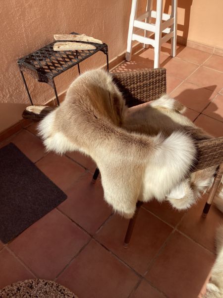 Tierfell, Echthaar, Rentierfell, Winterfell, Dekofell, Stuhlfell, Wanddeko, Holzbankauflage