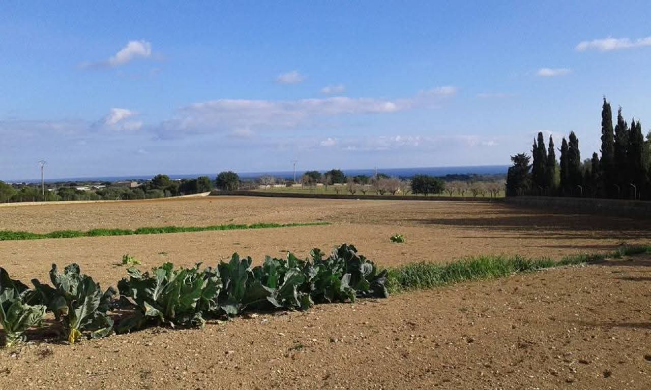 Top Lage cerca te Porto Cristo schöne Finca zu Verkaufen