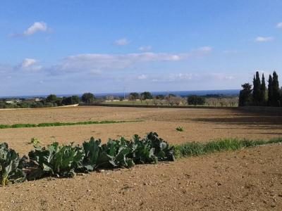 Top Lage cerca te Porto Cristo schöne Finca zu Verkaufen