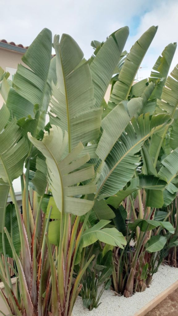 Traum Neubau Doppelhaus Hälfte in Sa Cabaneta unweit des Golfplatz