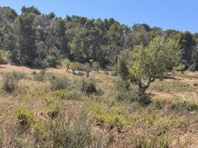 Traumgrundstück mit Basisprojekt inmitten der Natur bei Es Carrixto- Felanitx