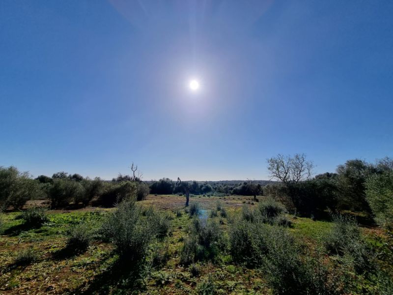 Hermoso terreno Rustico en Cas Concos con permiso de construcción
