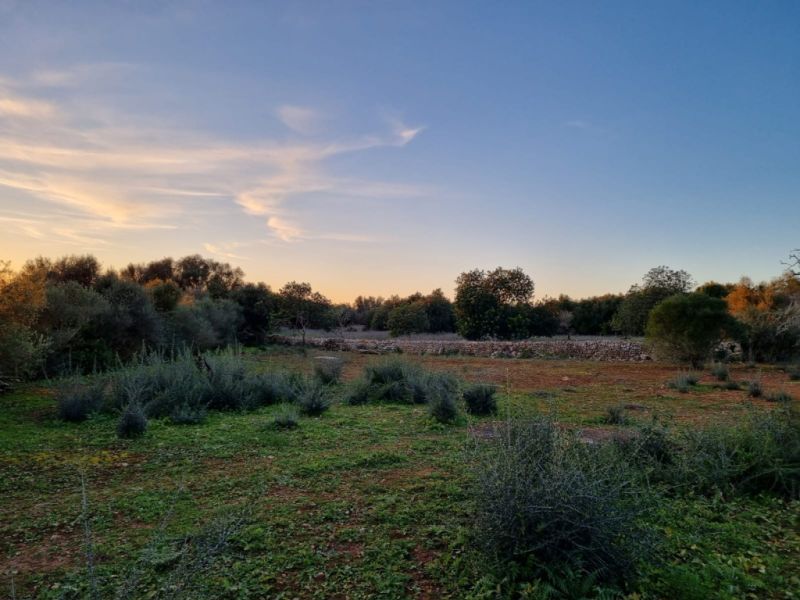 Hermoso terreno Rustico en Cas Concos con permiso de construcción