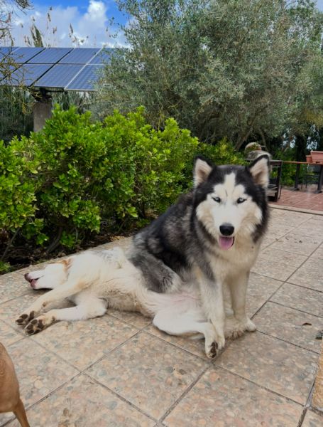 Urlaub für deinen Hund - Dog-Sitting unter Olivenbäumen!