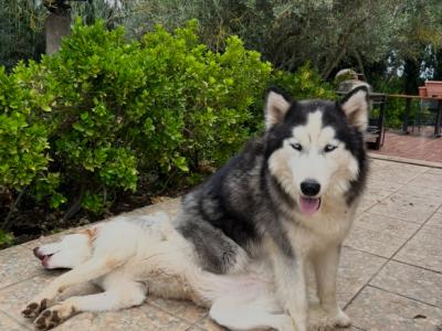 Urlaub für deinen Hund - Dog-Sitting unter Olivenbäumen!