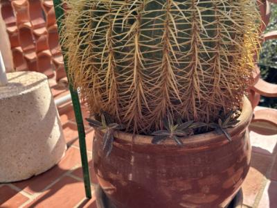 Verkaufe einen Kaktus mit Tontopf