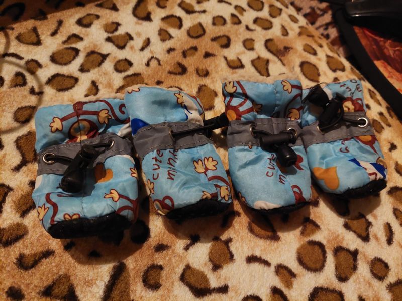 various dog clothes and accessories