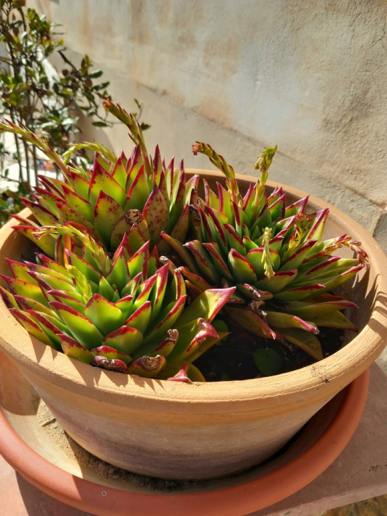 Various plants/herbs in terracotta pots and air carnations for sale