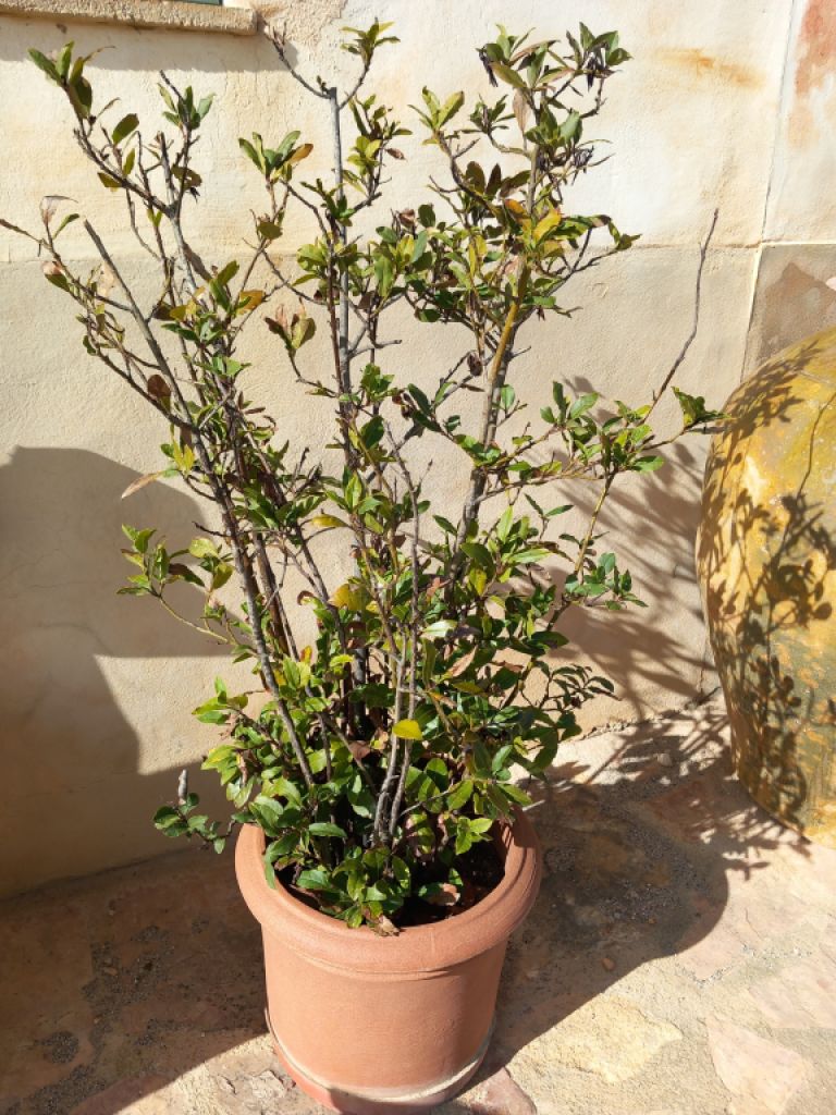 Various plants/herbs in terracotta pots and air carnations for sale