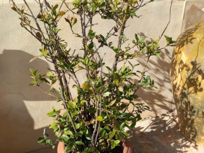 Various plants/herbs in terracotta pots and air carnations for sale