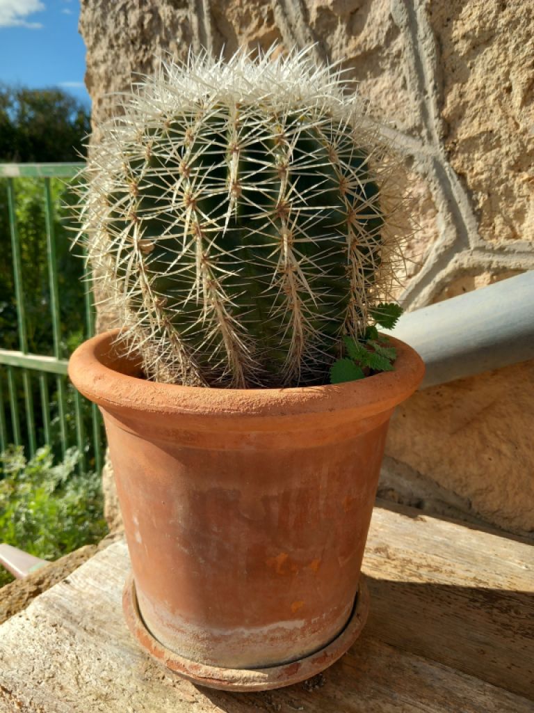 Various plants/herbs in terracotta pots and air carnations for sale